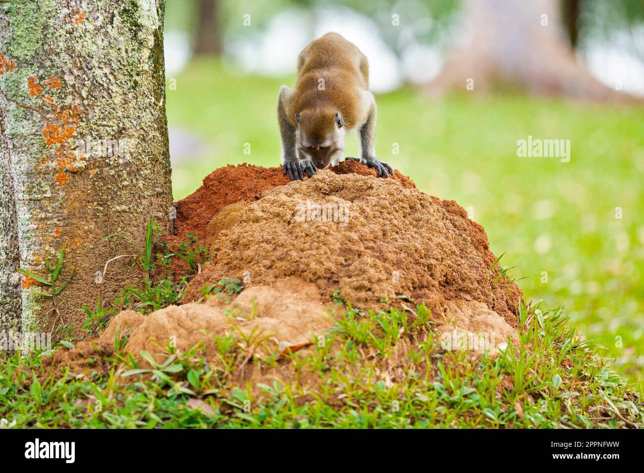 Le macaque à longue queue enquête sur un termite à côté d'un arbre du parc, Singapour Banque D'Images