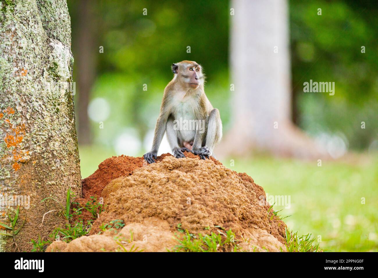 Macaque à longue queue assise sur un termite à côté d'un arbre du parc, Singapour Banque D'Images
