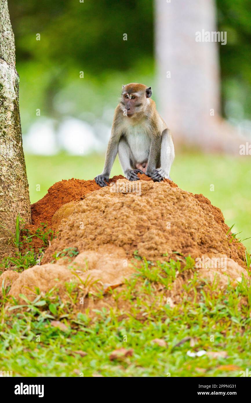 Macaque à longue queue assise sur un termite à côté d'un arbre du parc, Singapour Banque D'Images
