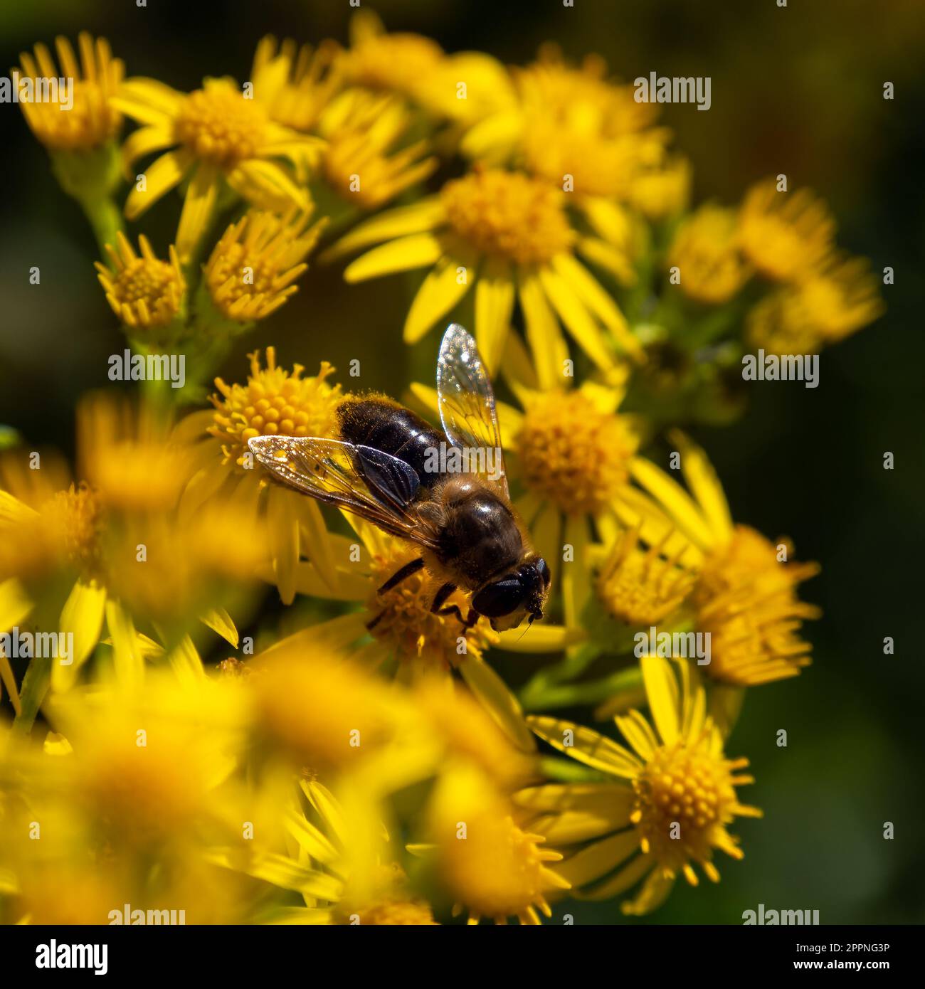 Une grande mouche semblable à une abeille se trouve sur une fleur jaune, macro. Mouches hover, également appelées mouches de fleurs ou mouches syrphides, famille des insectes Syrphidés. Banque D'Images