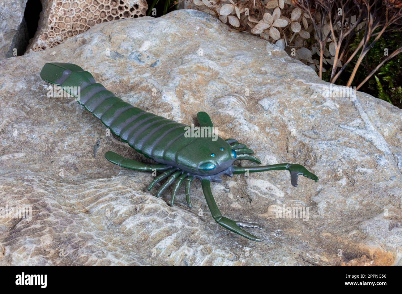 Le redoutable scorpion de mer Pterygotus (par Toymany) a rampé le long du fond de la mer de la fin du Silurien à la période du Dévonien. Banque D'Images