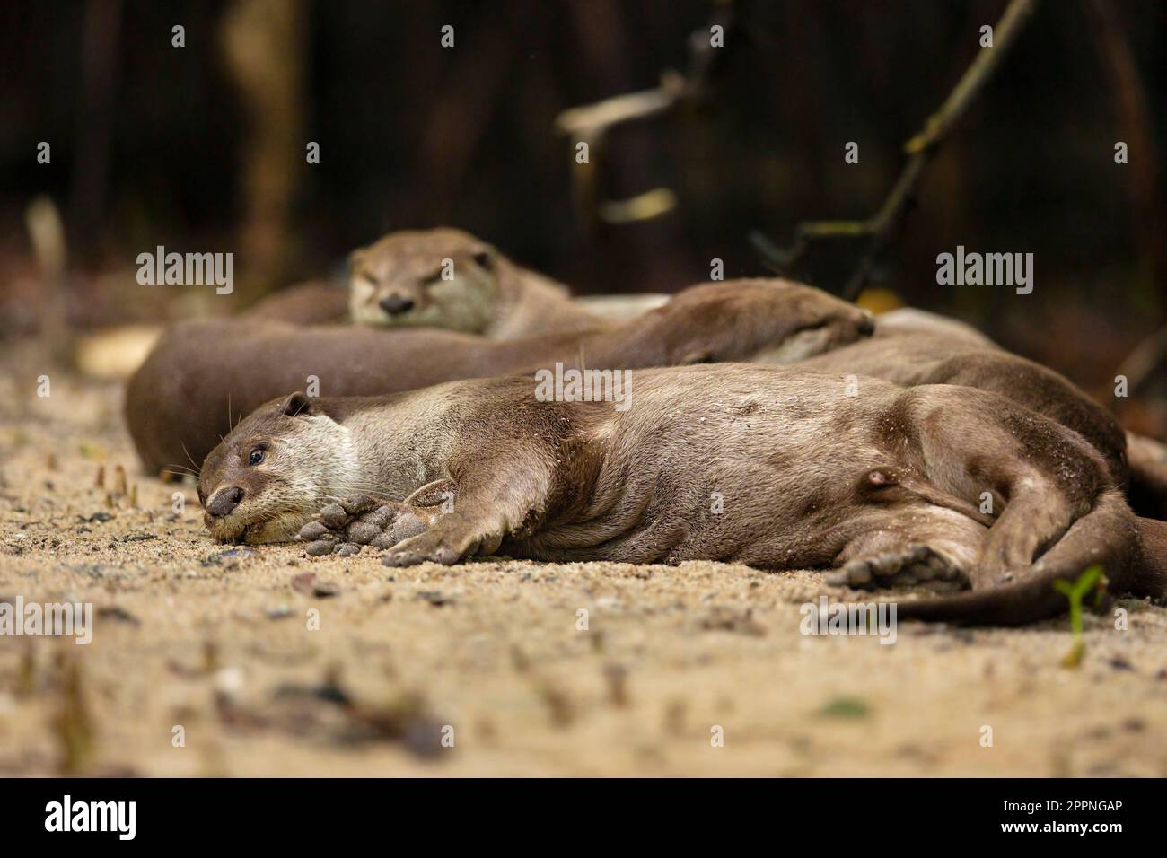 Une famille de loutres enrobées de douceur dormant ensemble sur une plage de mangrove, à Singapour Banque D'Images