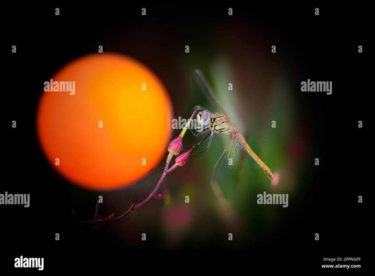 Macro Dragonfly à la dernière minute du coucher du soleil Banque D'Images