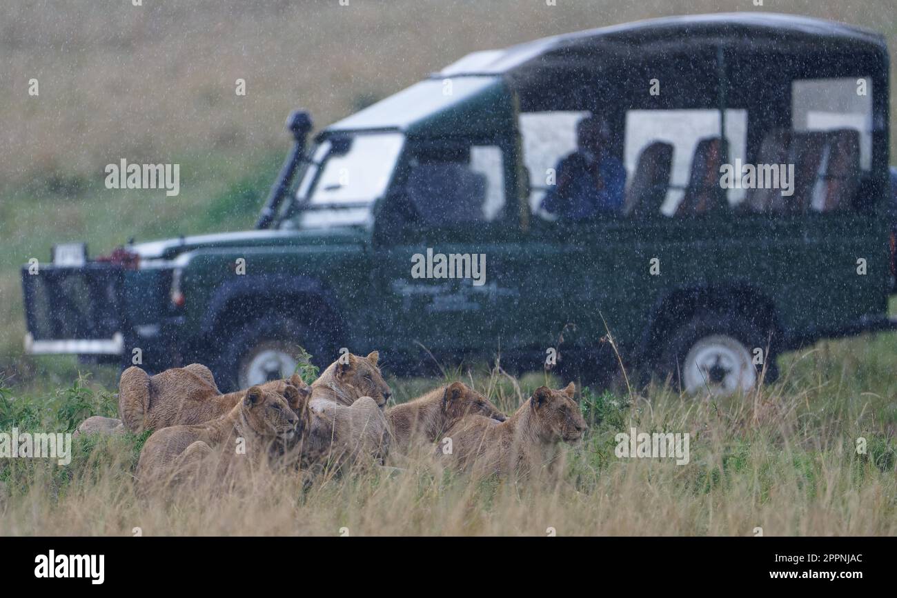 Lion (Panthera leo) fierté de la forte pluie, Maasai Mara Game Reserve, Kenya Banque D'Images