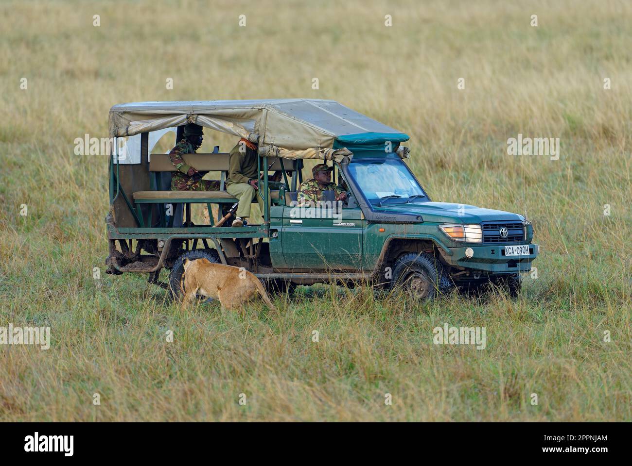 Lioness (Panthera leo) approche d'une jeep de rangeur, Réserve de jeu de Maasai Mara, Kenya Banque D'Images