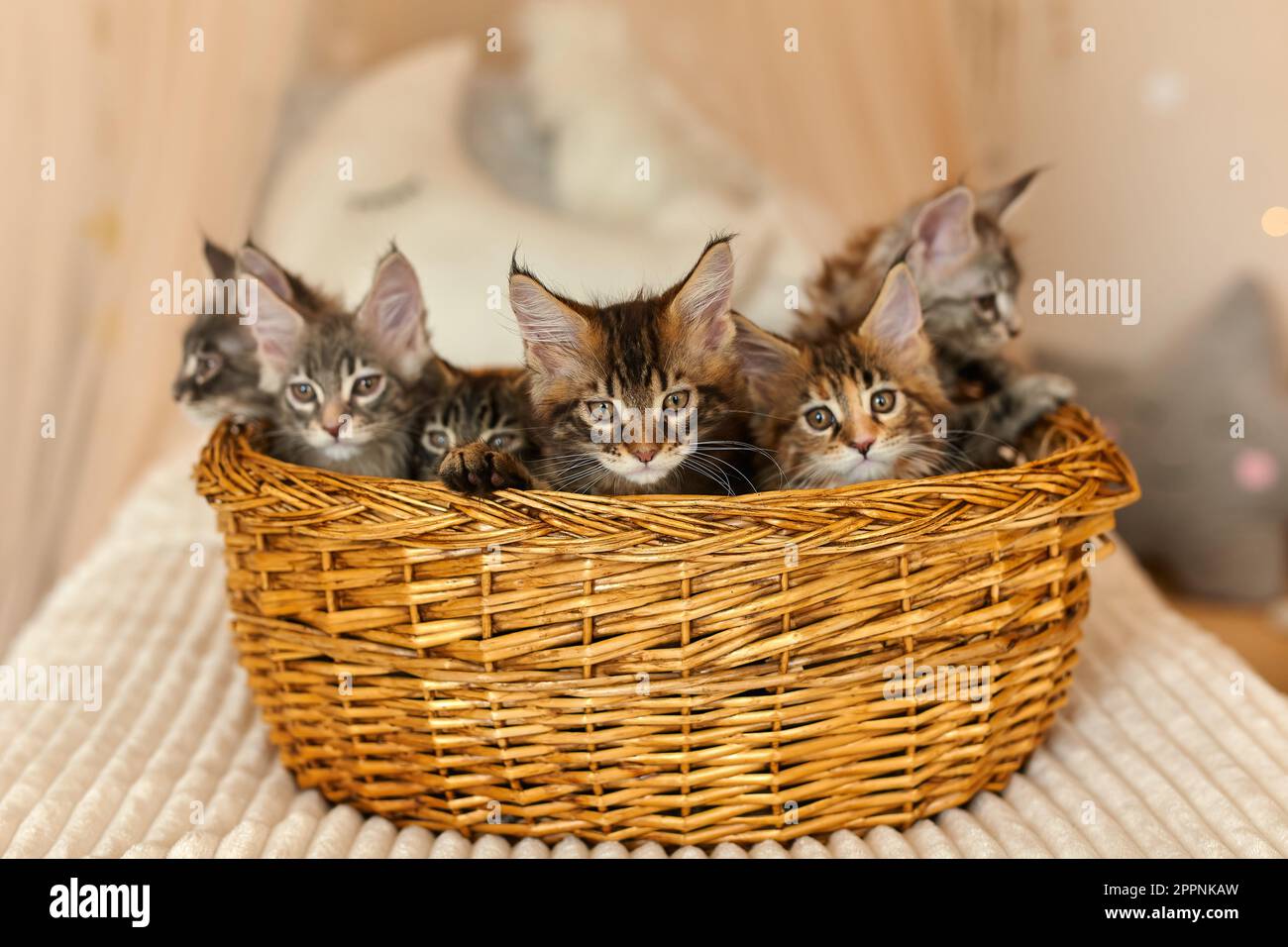 Chatons Maine Coon âgés de 2 mois dans leur propre panier Photo Stock -  Alamy