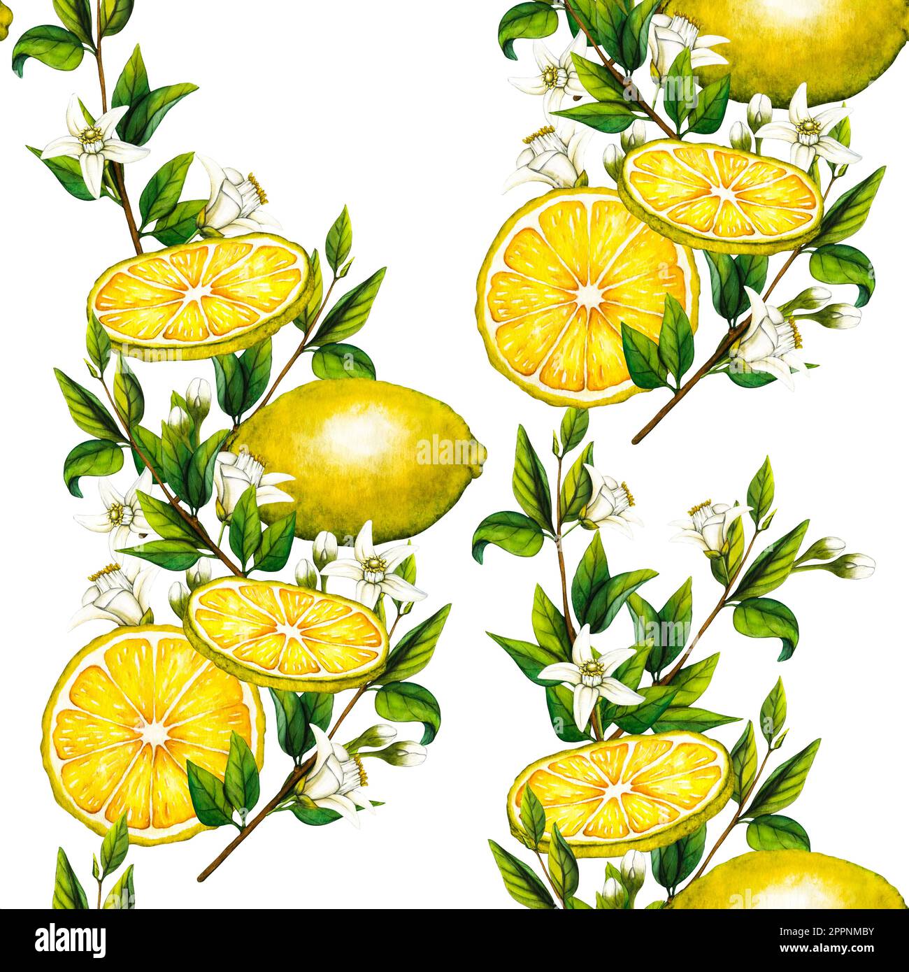 Motif aquarelle sans couture avec illustration botanique d'une branche de  citronniers avec fleurs sur fond blanc pour le design Photo Stock - Alamy