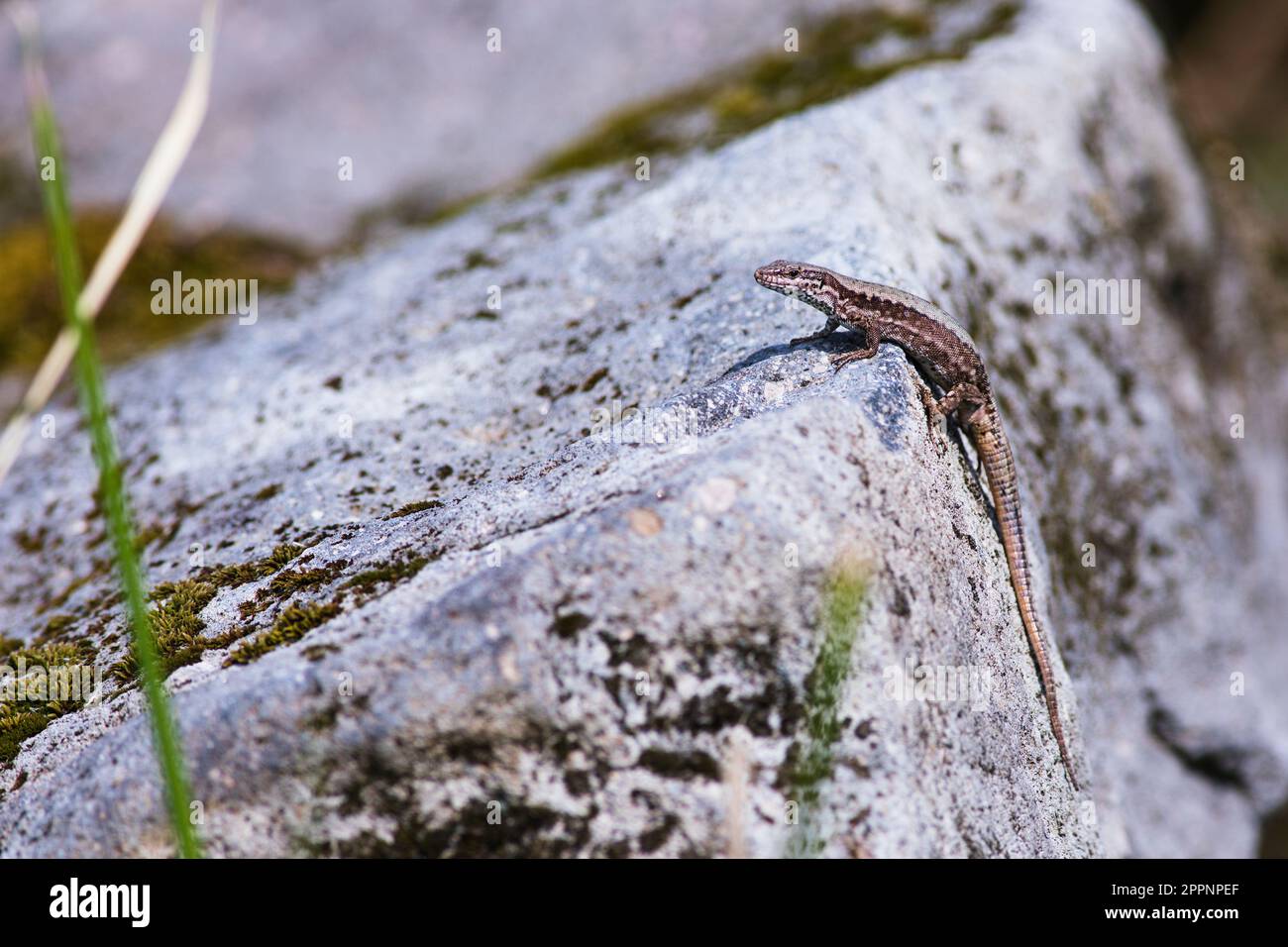 Lézard à paroi commune (Podarcis muralis) sur une roche blanche qui se couche au soleil Banque D'Images