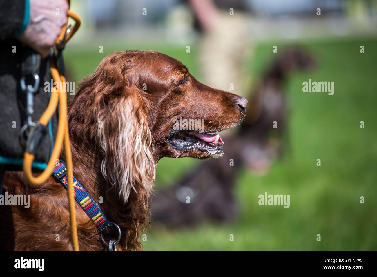 Setter Irlandais rouge Banque D'Images