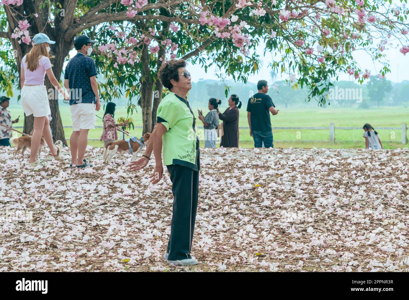 NAKHON PATHOM -THAÏLANDE, MARS 15 ,2023 : touristes non identifiés viennent visiter et prendre des photos avec de beaux trompettes roses qui fleurissent et tombent Banque D'Images