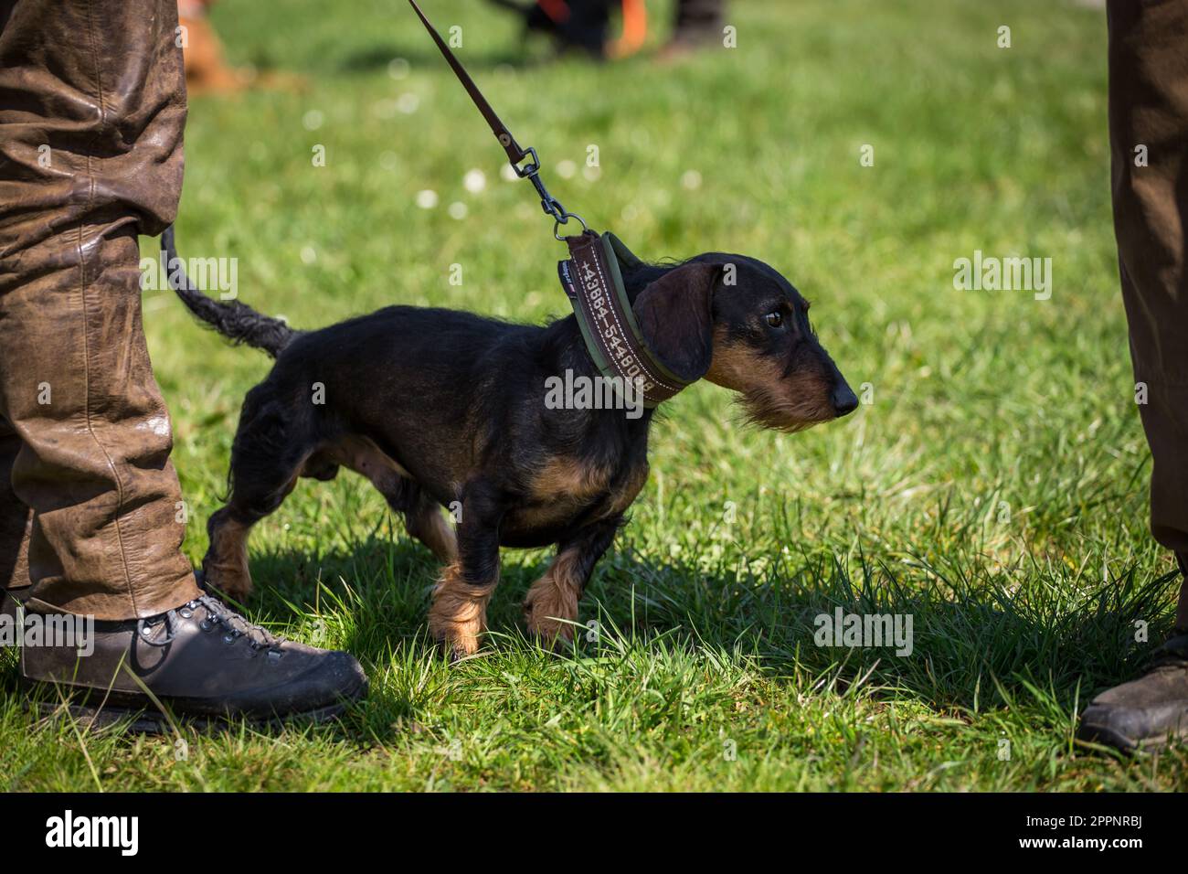 Dachshund à poil dur, Rauhaardackel Banque D'Images