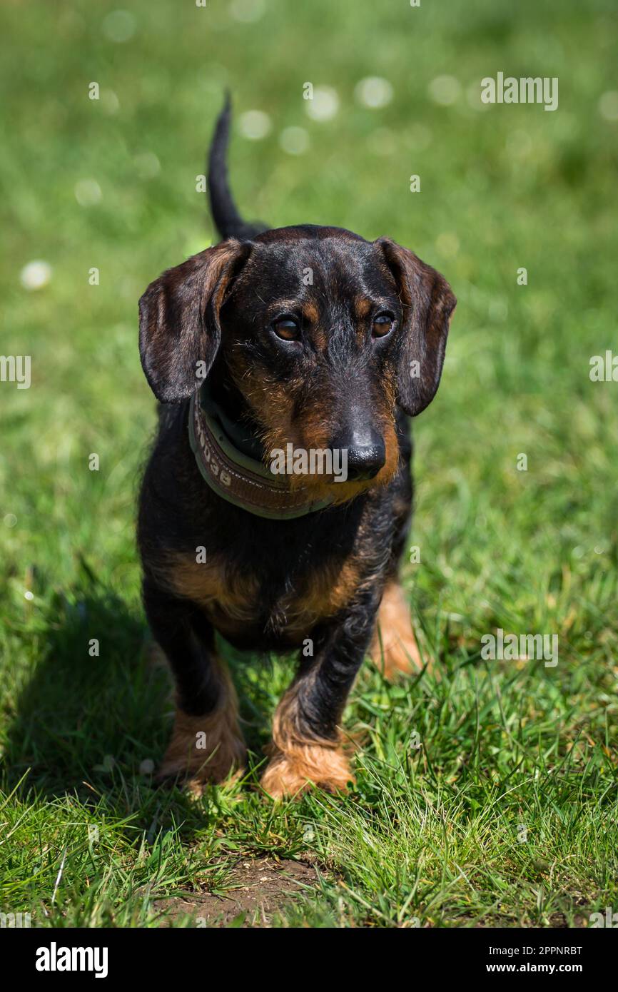 Dachshund à poil dur, Rauhaardackel Banque D'Images