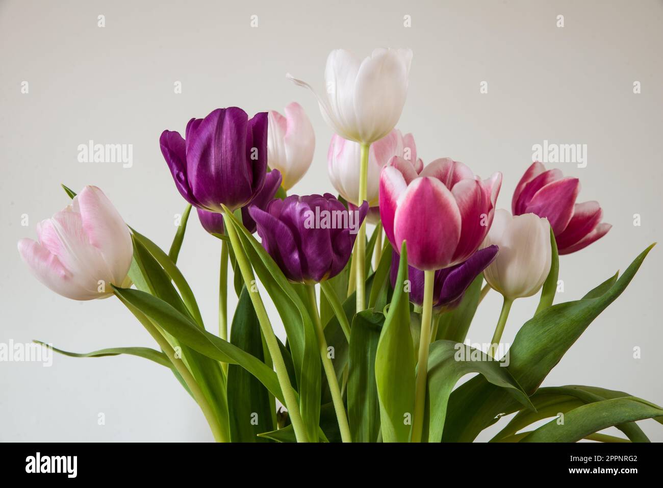 Un bouquet de tulipes roses, pourpres et blanches Banque D'Images