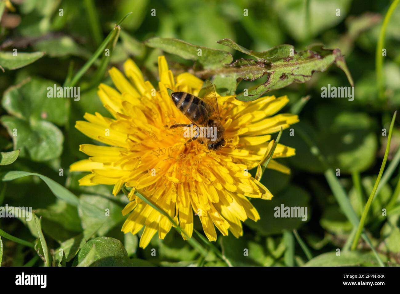 Abeille (abeille) se nourrissant d'un pissenlit (Taraxacum). Les pissenlits sont des sources riches de pollen et de nectar. Banque D'Images