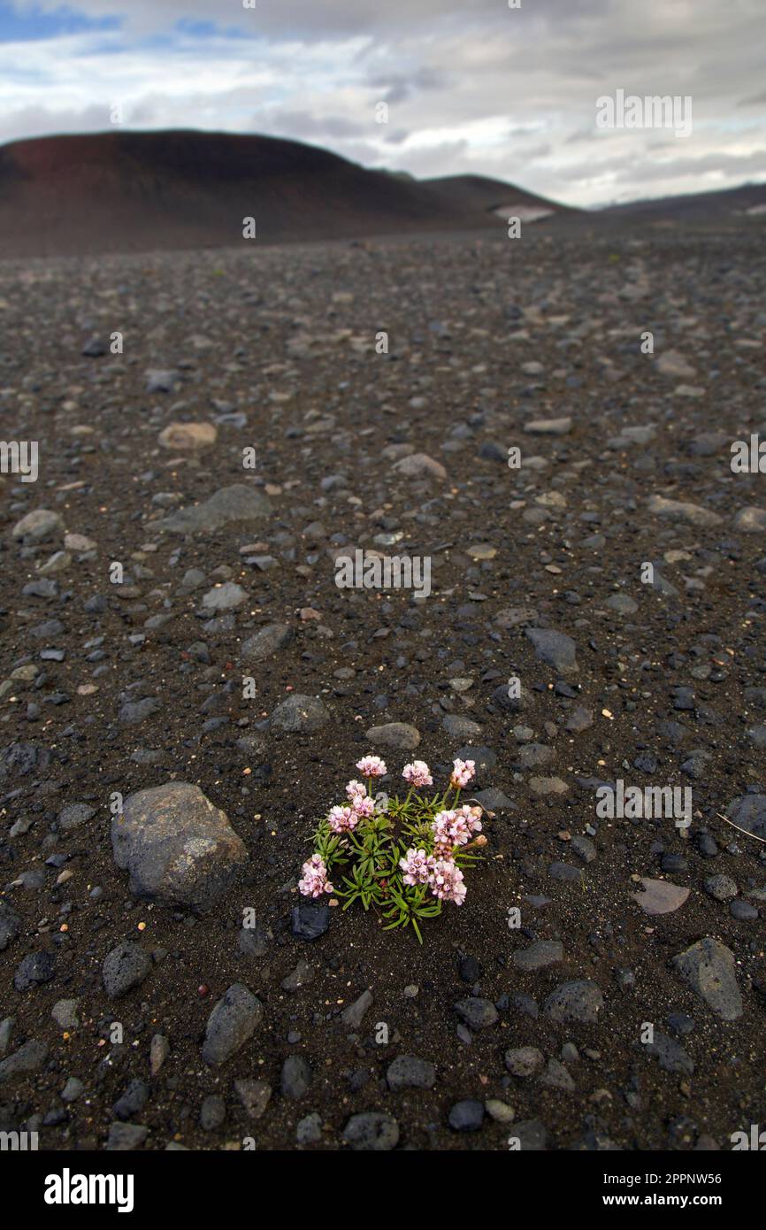 Thrift de mer / rose de mer (Armeria maritima) en fleur parmi les roches volcaniques dans le champ de lave, Norðurland eystra / région du nord-est, Islande Banque D'Images