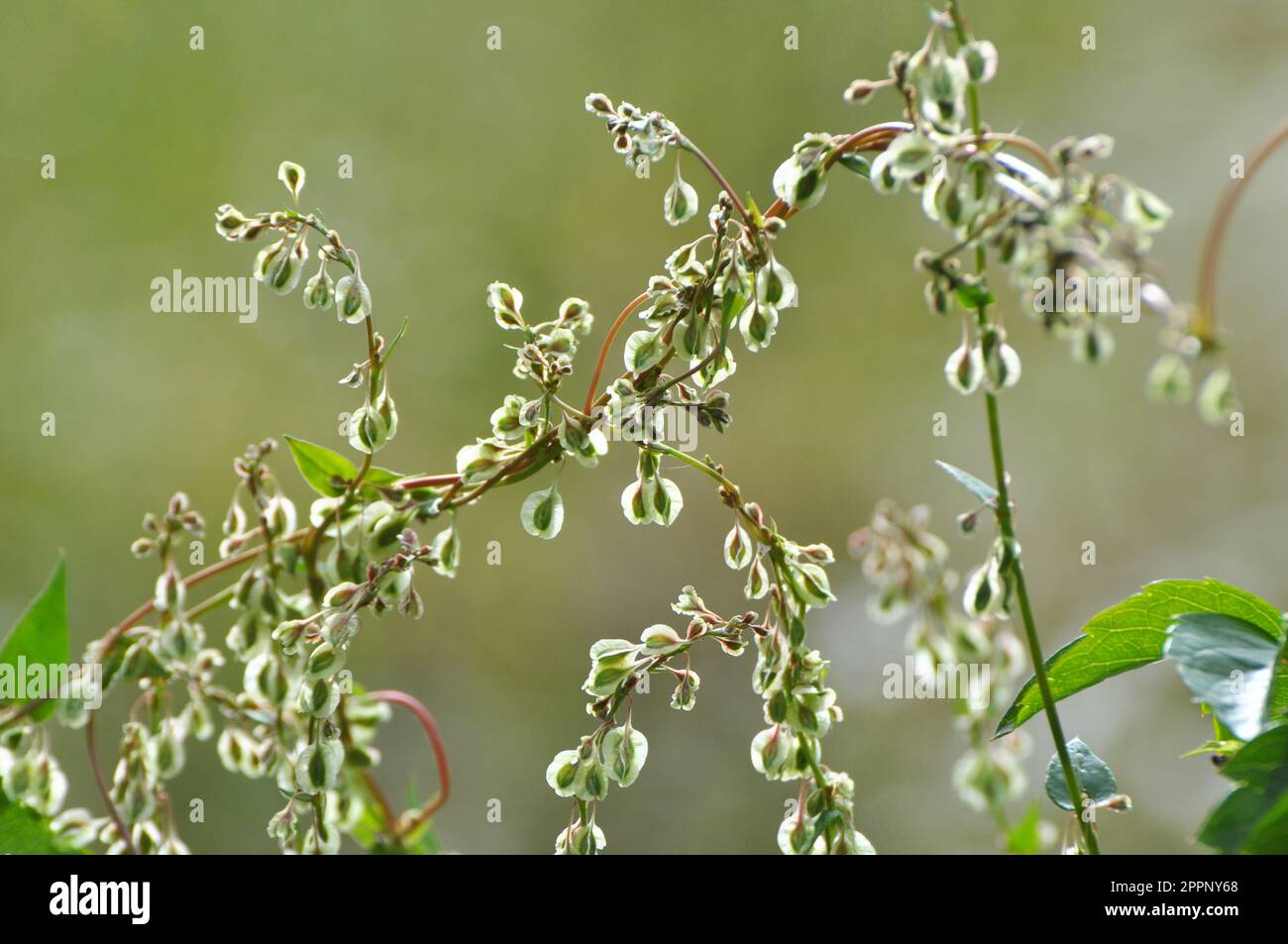 Sarrasin d'arbuste sauvage (Falopia dumetorum), qui se tord comme une mauvaise herbe poussant dans la nature Banque D'Images