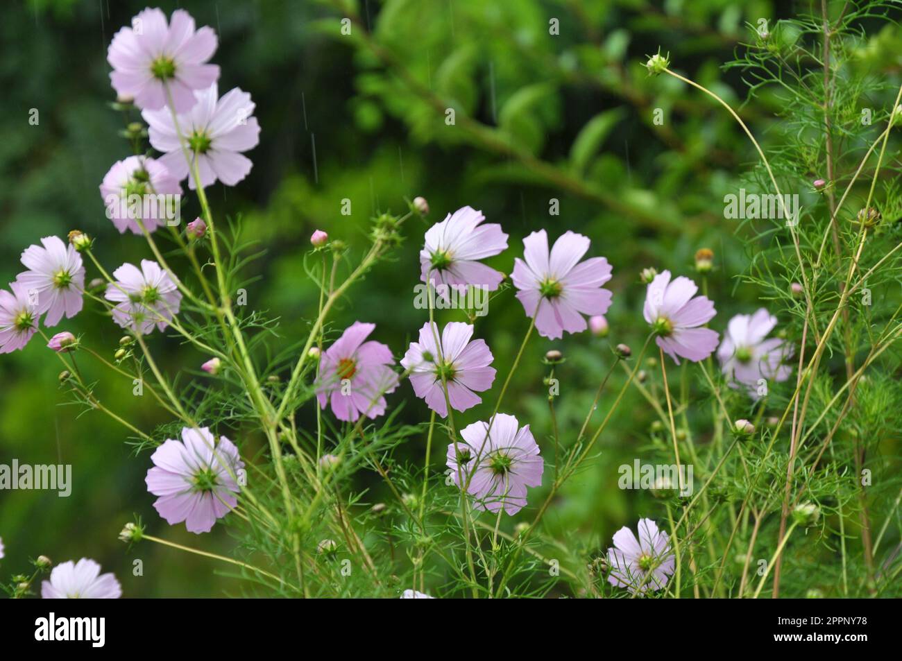 Les fleurs décoratives de Cosmos fleurissent dans la nature dans le jardin fleuri Banque D'Images