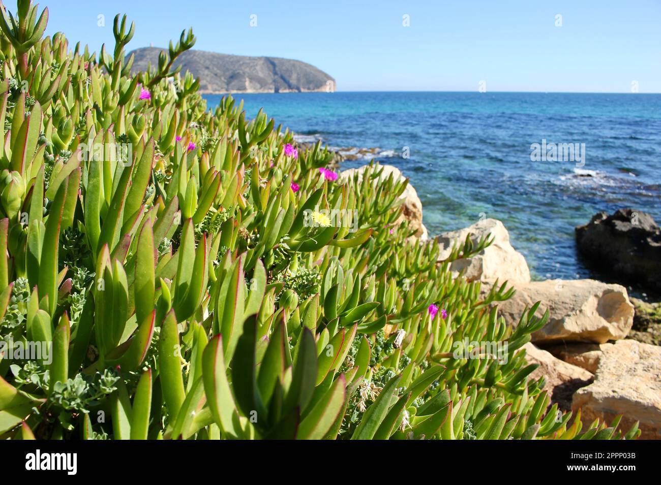 Plantes succulentes et fleurs violettes le long de la côte espagnole Banque D'Images