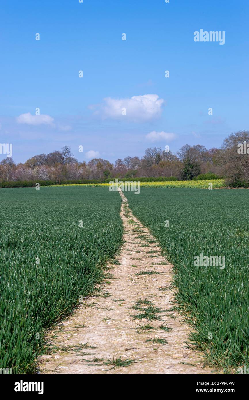 sentier traversant un champ vert à la campagne Banque D'Images