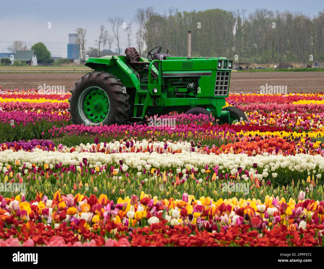 Tracteur vert dans un champ de tulipes fleuris multicolores près d'Amsterdam, Hollande Banque D'Images