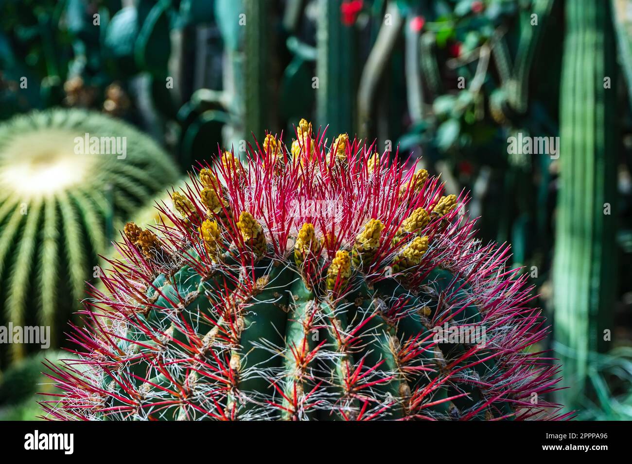 cactus à fleurs géantes. Cactus dans le processus de floraison Banque D'Images