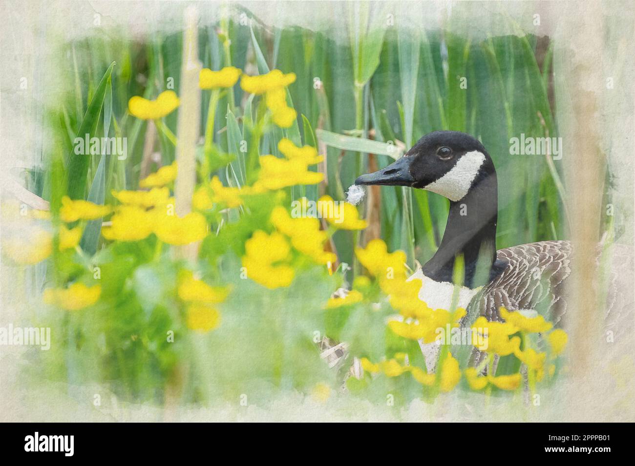 Un profil de peinture aquarelle numérique en gros plan d'une seule oie du canada isolée dans un lit de fleurs jaunes. Banque D'Images
