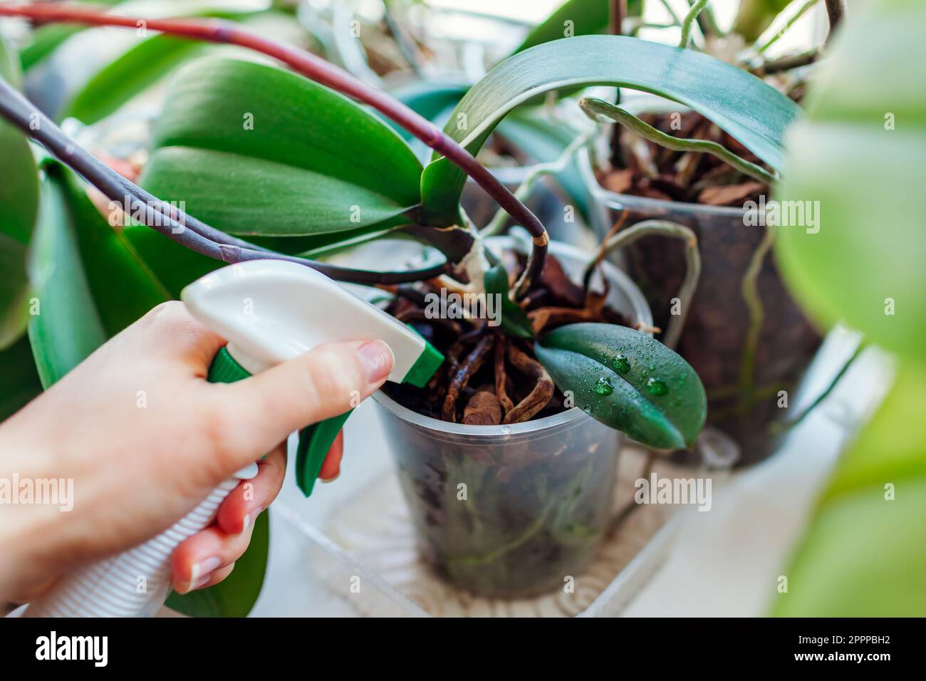 Pulvérisation de bébé orchidée poussant sur la tige de plante mère avec de l'eau. Propagation de plantes d'orchidées de phalaenopsis en pot à la maison. Reproduction reproduction élevage Banque D'Images