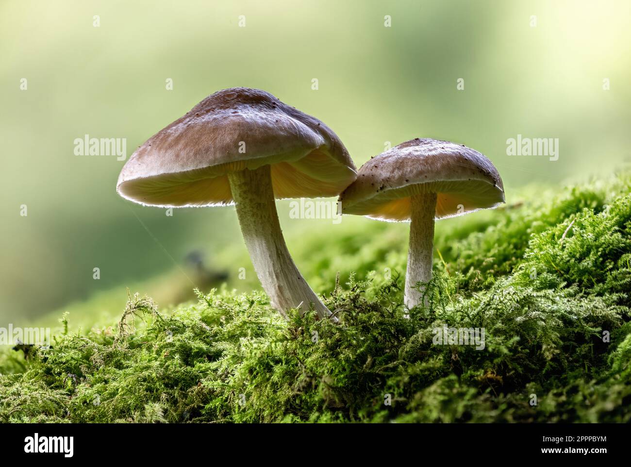Bouclier de saule, Pluteus salicinus, pont de Fingle, Devon Banque D'Images