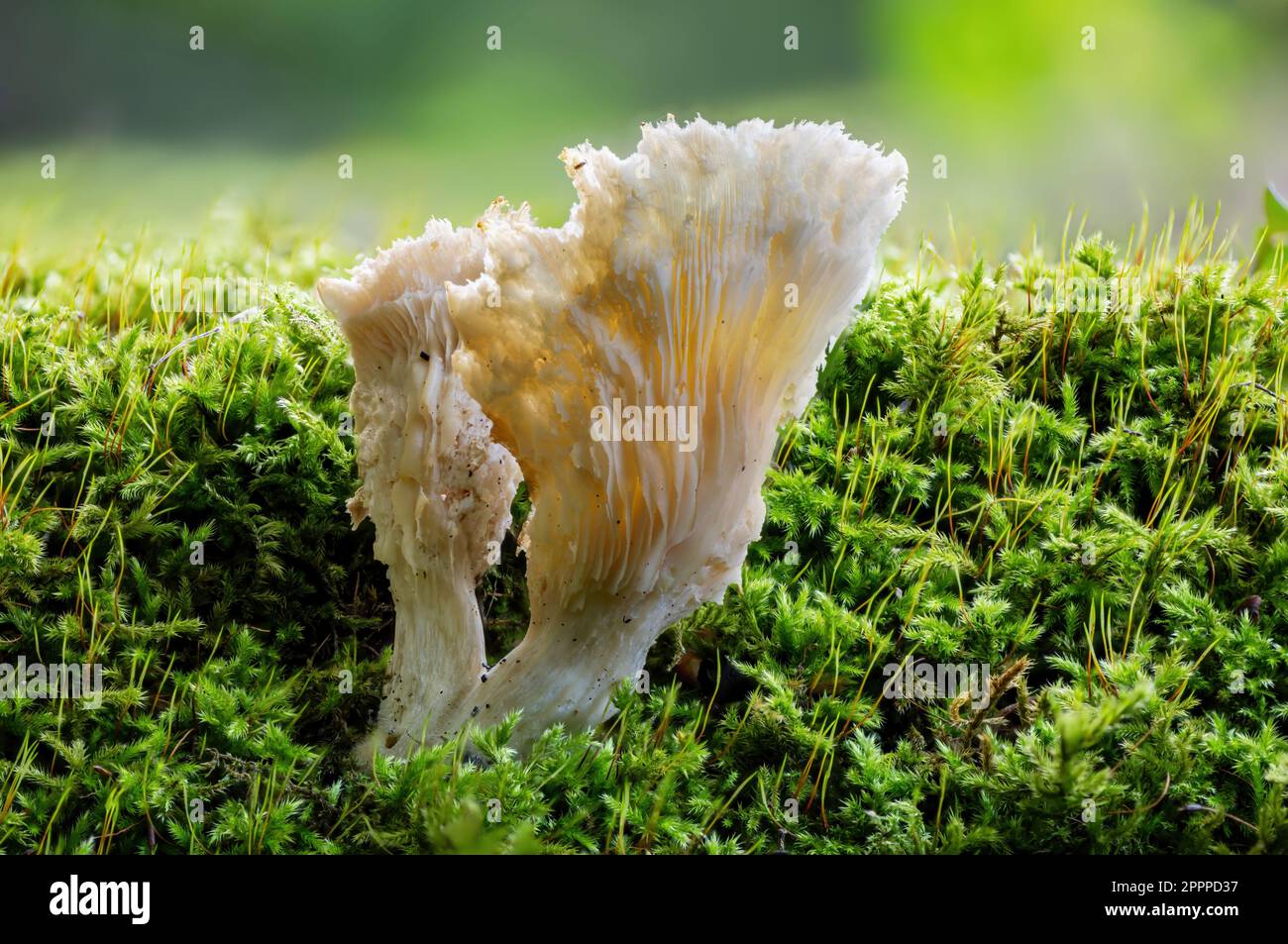 Pleurote Pleurotus ostreatus, Banque D'Images