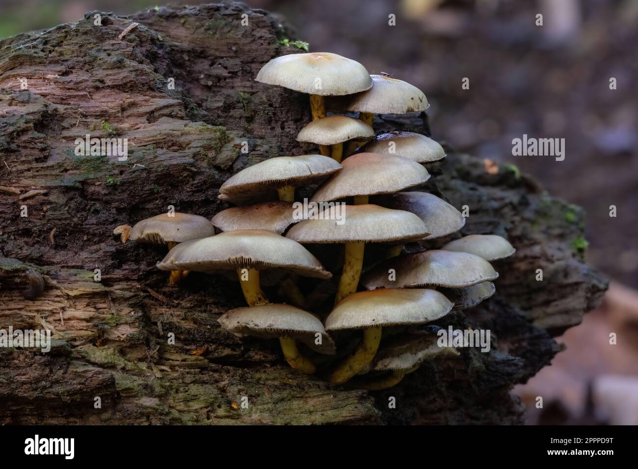 Tuft de soufre, Hypholoma fasciculare, pont de SFingle, Dartmoor, Devon. Également connu sous le nom de mélomane en grappes, le tuft de soufre pousse prolifique sur le de Banque D'Images