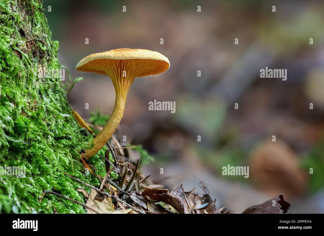 Fausse girolle, Hygrophoropsis aurantiaca Banque D'Images