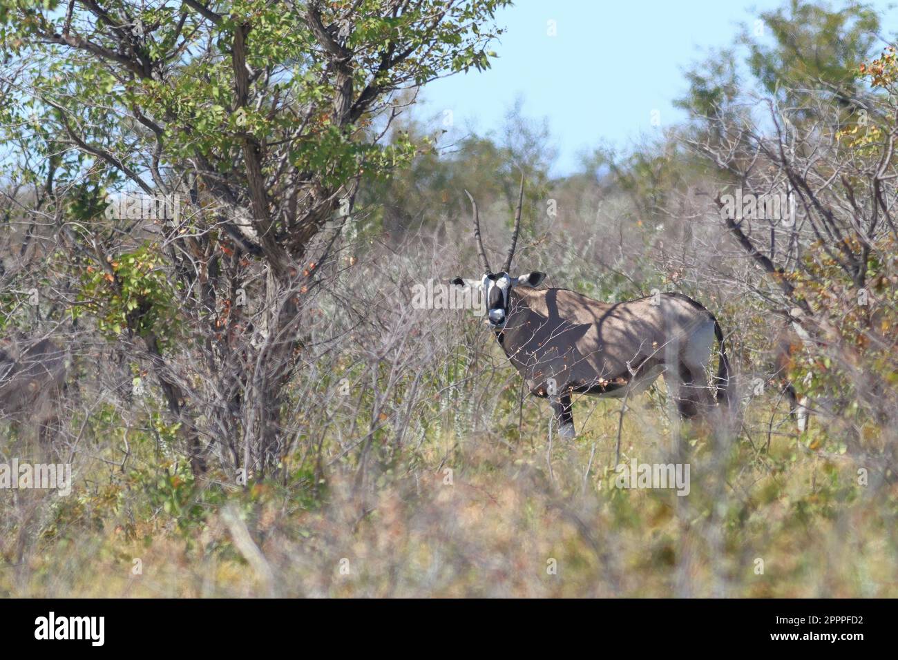 antilope d'oryx dans le désert d'etsoha Banque D'Images