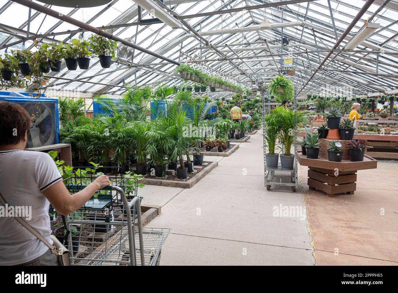 Femme dans un magasin de shouse vert pour faire du shopping pour les plantes de maison Banque D'Images