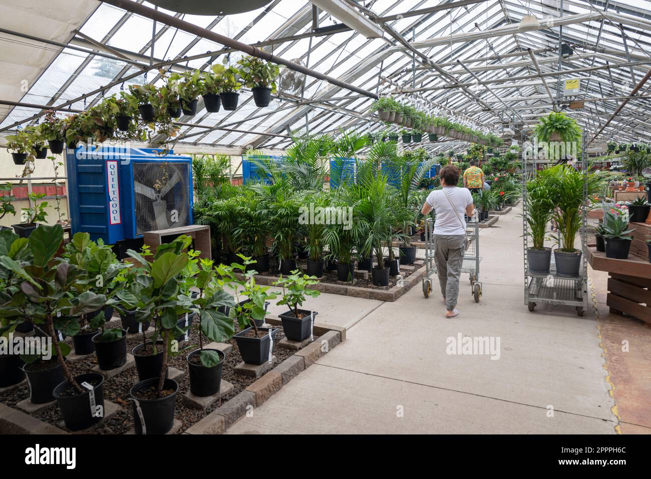 Femme dans un magasin de shouse vert pour faire du shopping pour les plantes de maison Banque D'Images