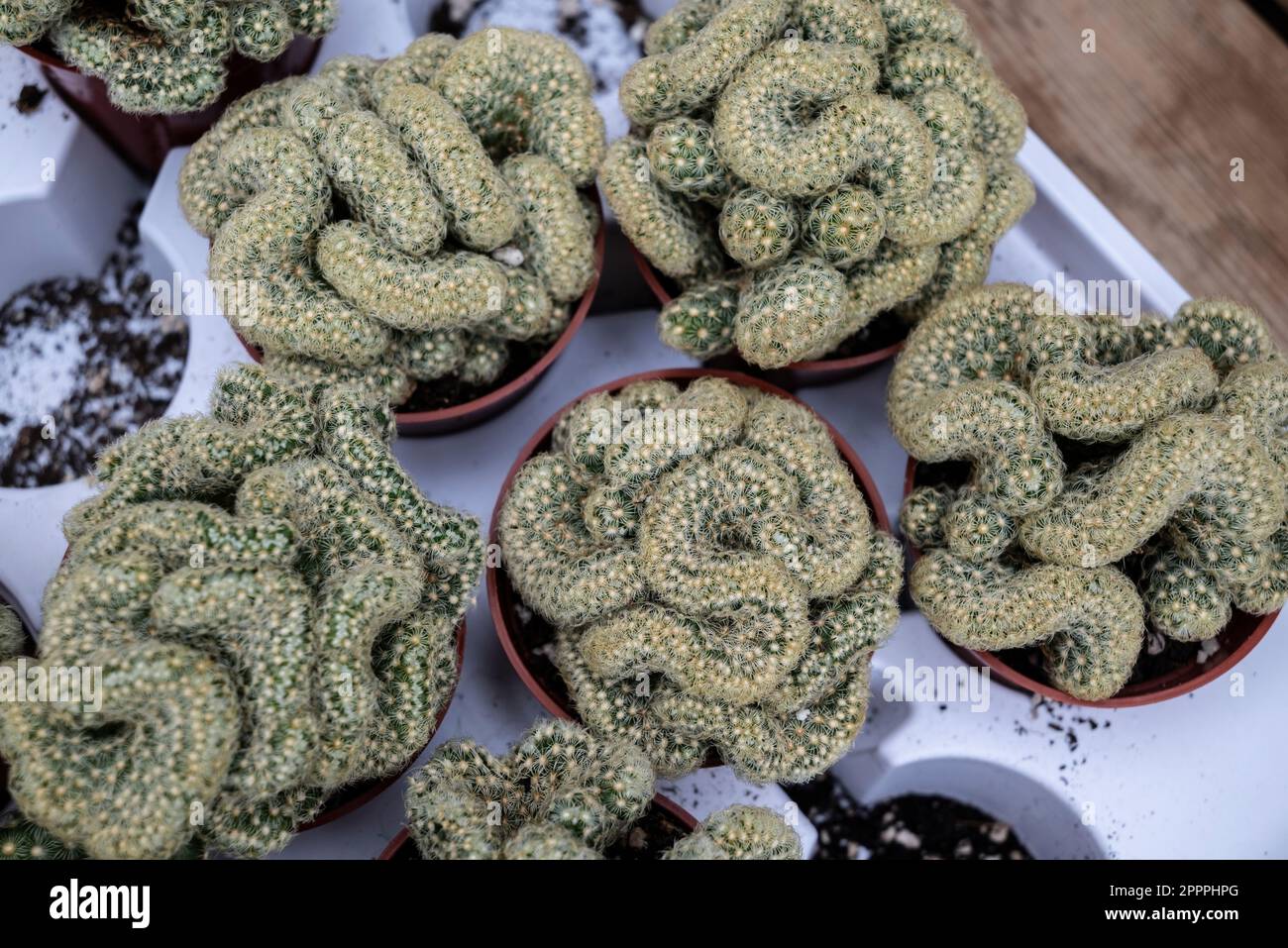 Le Cactus cérébral, également connu sous le nom de cactus Mammillaria elongata 'Cristata', est originaire du centre du Mexique. Banque D'Images