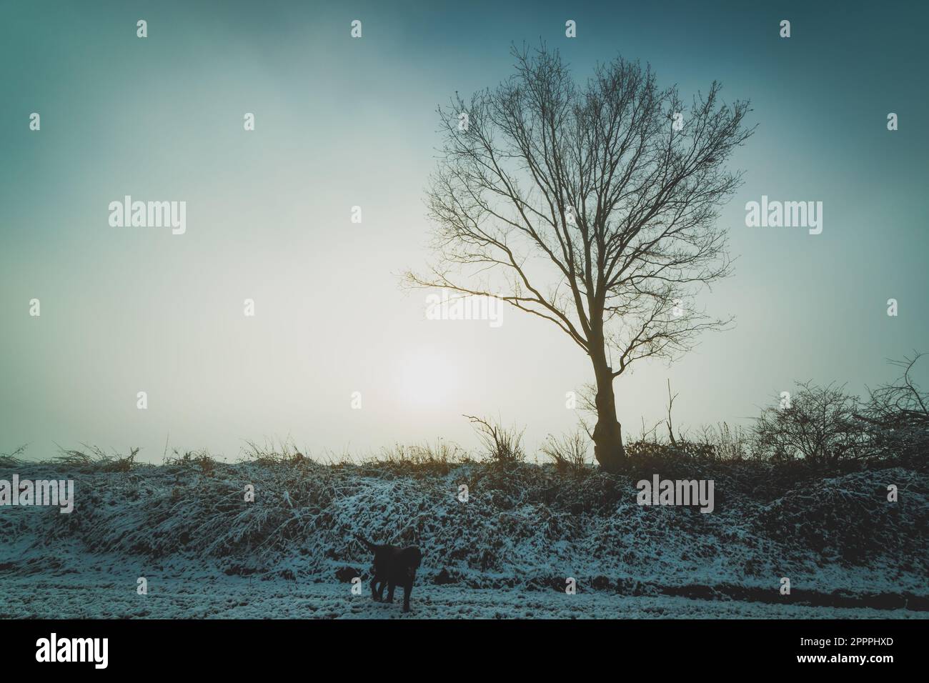 un seul arbre dans le brouillard sur un champ enneigé Banque D'Images