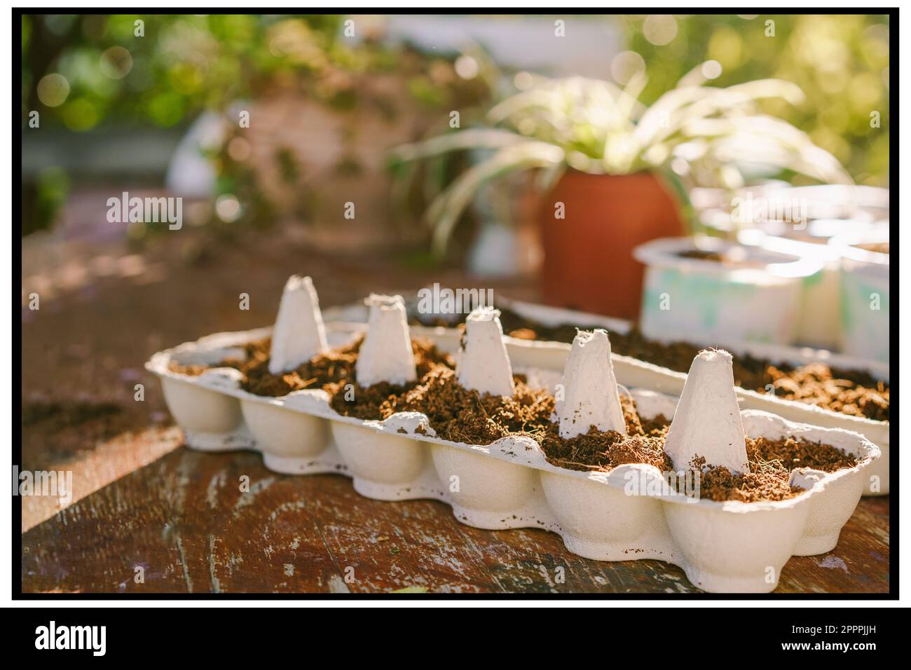 Carton d'œufs durable réaffecté comme conteneur de semis et pot de fleurs dans Sunny Backyard.fabriqué à partir de matériaux recyclés, excellent exemple de mise à niveau.simple, écologique façon de commencer le jardin et de réduire les déchets. Banque D'Images