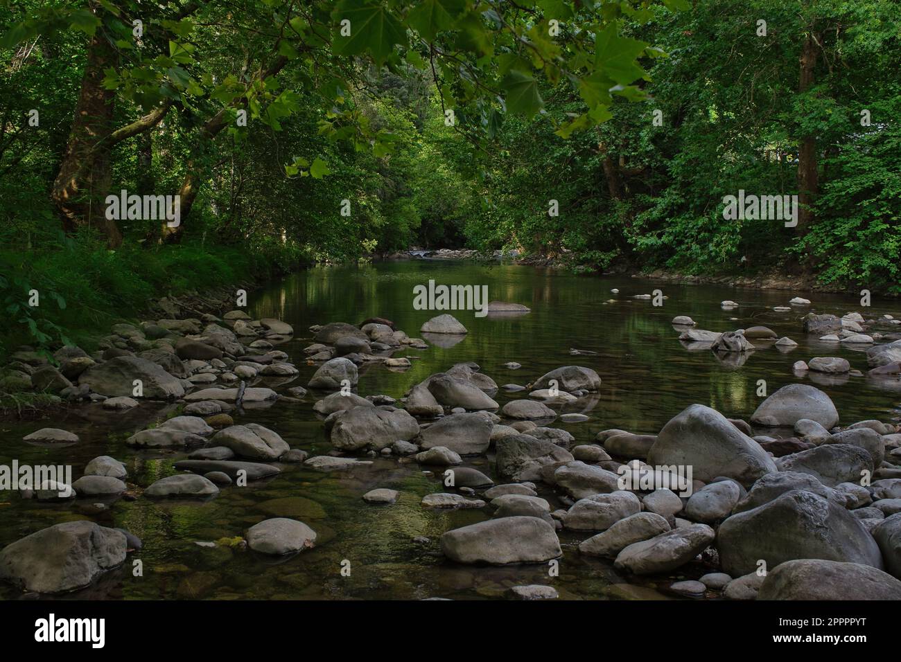 Magnifique paysage naturel avec une végétation fraîche et des pierres sur la rivière. Fond vert naturel qui transmet calme et détente. Séjour déti Banque D'Images