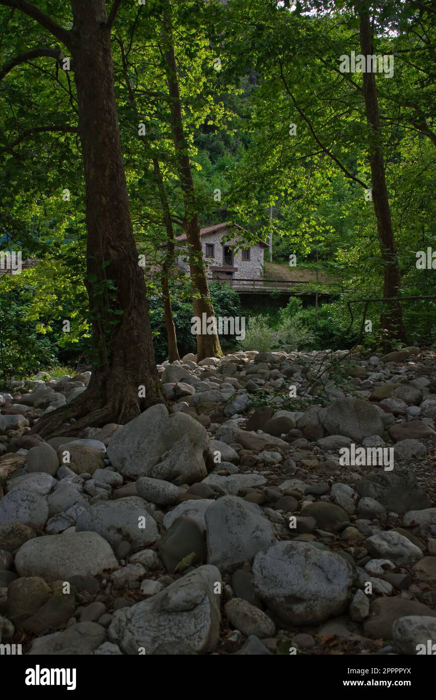 Magnifique paysage naturel avec une végétation fraîche et des pierres de rivière. Fond vert naturel qui transmet calme et détente. Destination de vacances Banque D'Images