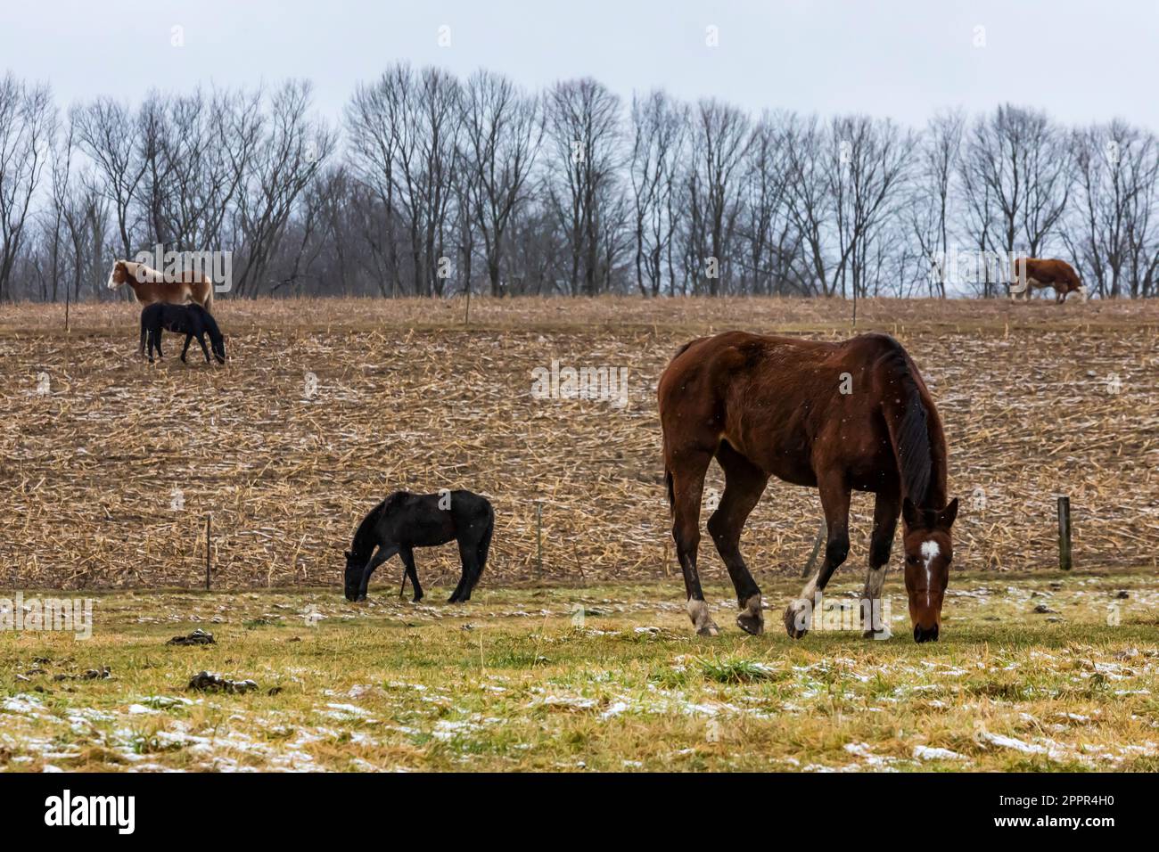 Chevaux de travail belges et autres dans une communauté amish du centre du Michigan, États-Unis [aucune autorisation de propriété; licence éditoriale uniquement] Banque D'Images
