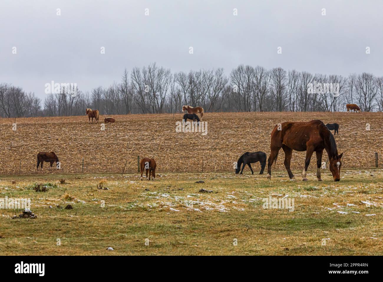 Chevaux de travail belges et autres dans une communauté amish du centre du Michigan, États-Unis [aucune autorisation de propriété; licence éditoriale uniquement] Banque D'Images