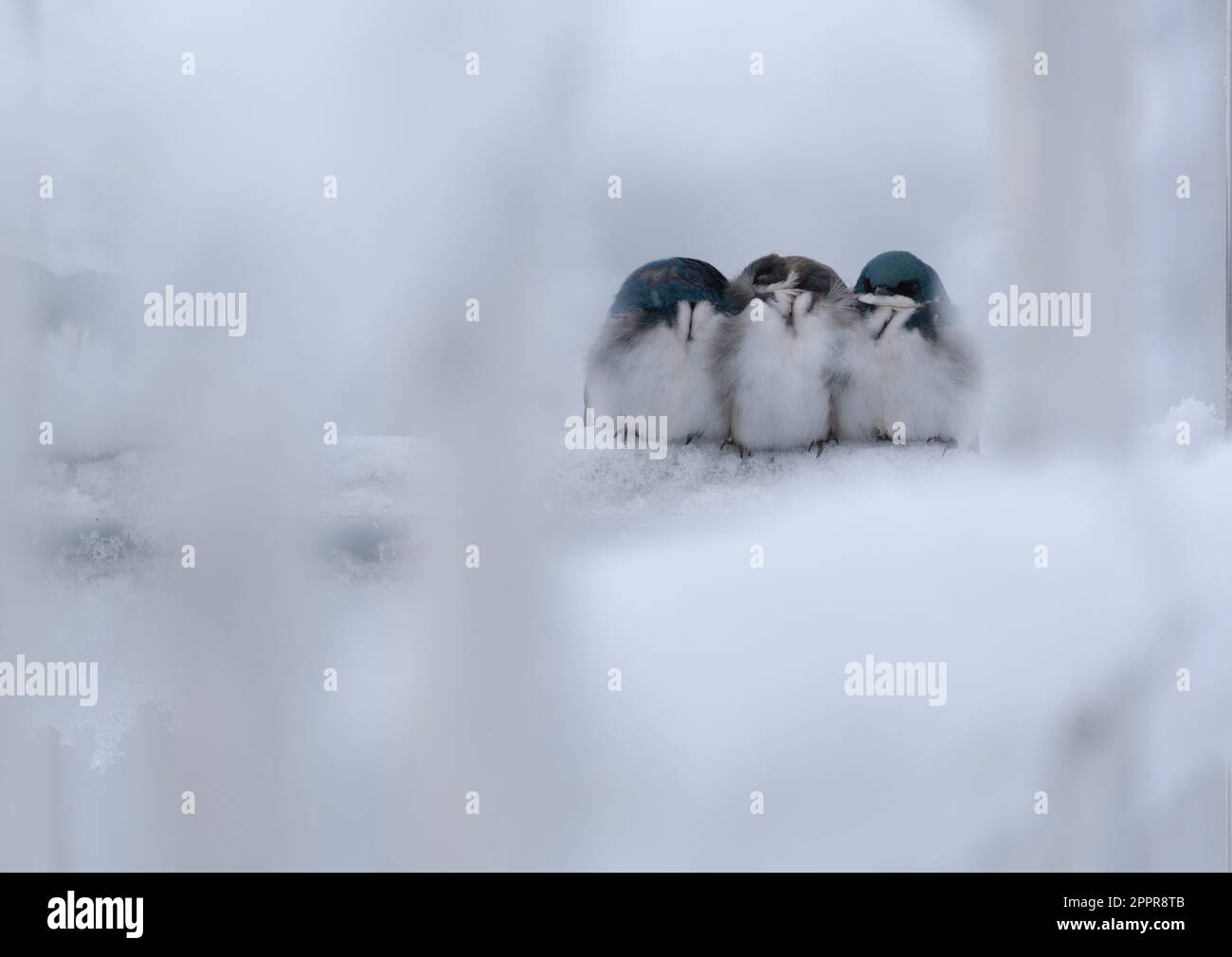Magnifique arbre avalez les oiseaux essayant de rester au chaud après une neige de printemps. Banque D'Images