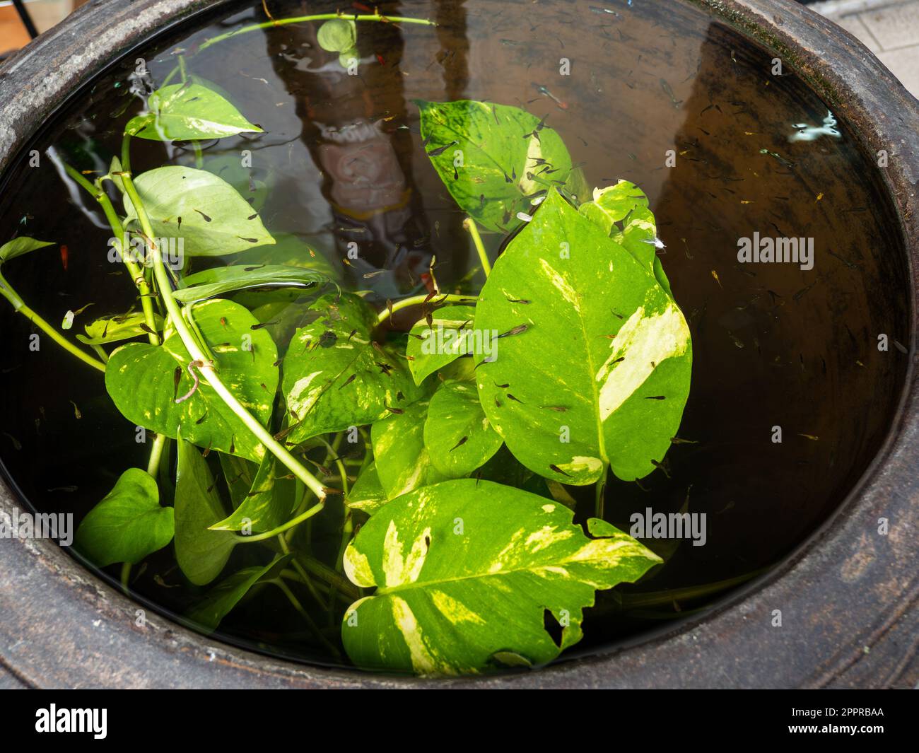 La scène dépeint un petit pot rempli d'eau claire, sur lequel flottent plusieurs nénuphars d'eau. Sous la surface de l'eau, petit poisson miniature de la mer Banque D'Images