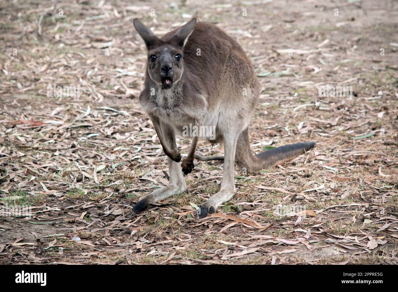 Le kangourou-Island Kangaroo est doté d'un corps brun avec une queue longue et des yeux bruns blancs sous le ventre Banque D'Images