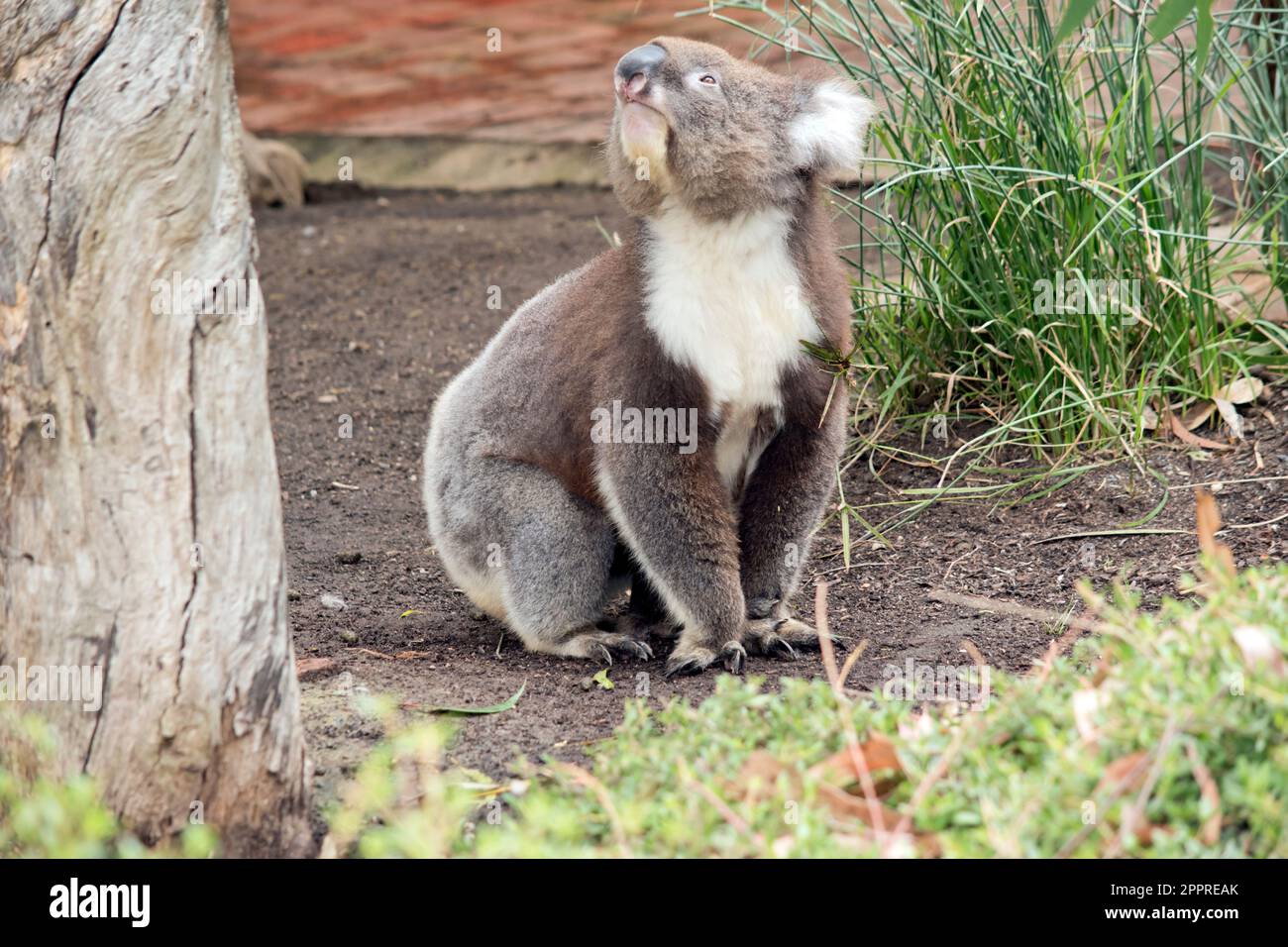 Le Koala a une grande tête ronde, de grandes oreilles de fourrure et un gros nez noir. Leur fourrure est habituellement de couleur gris-brun avec la fourrure blanche sur la poitrine, les bras intérieurs, Banque D'Images