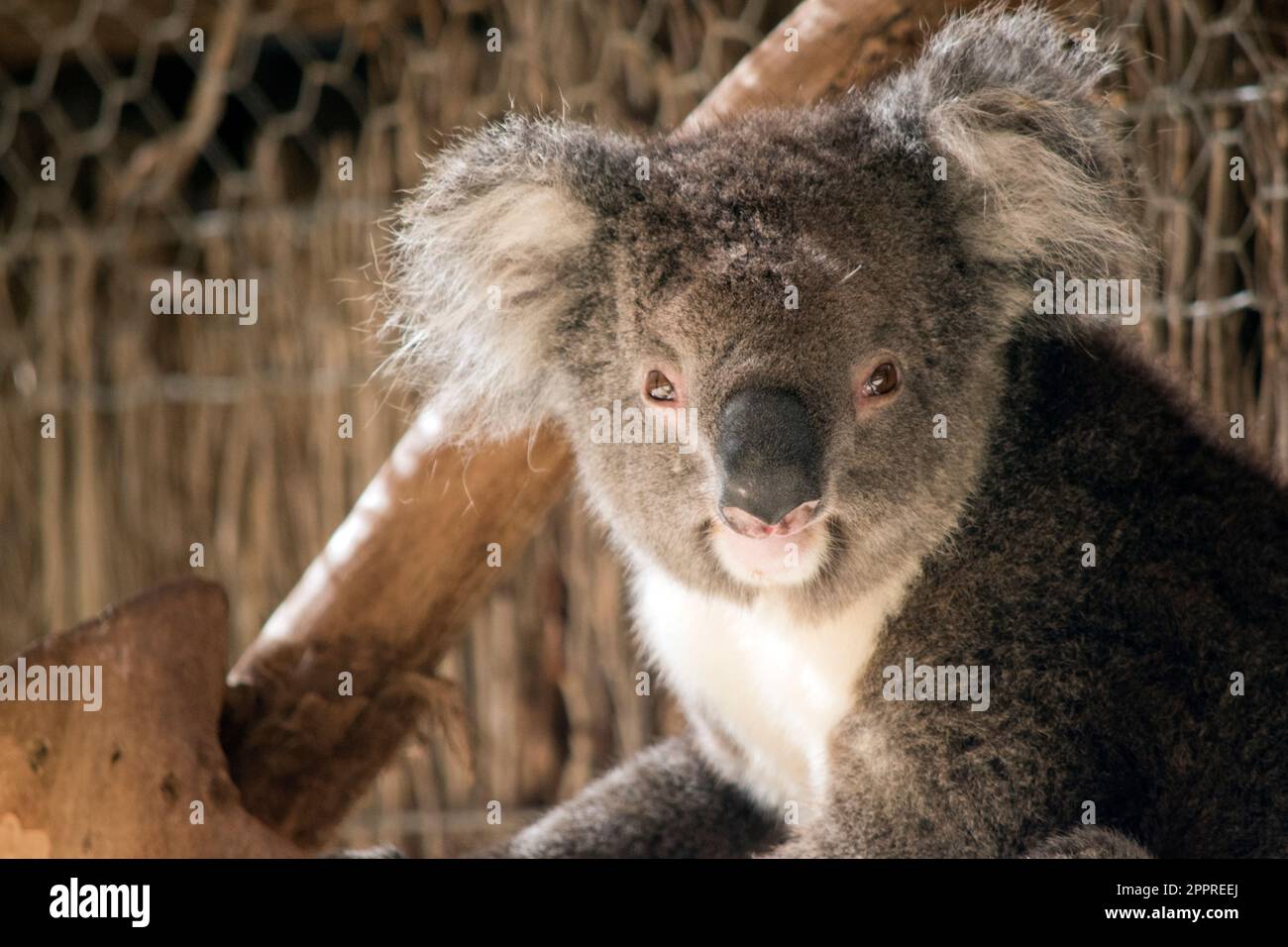 Le Koala a une grande tête ronde, de grandes oreilles de fourrure et un gros nez noir. Leur fourrure est habituellement de couleur gris-brun avec la fourrure blanche sur la poitrine, les bras intérieurs, Banque D'Images