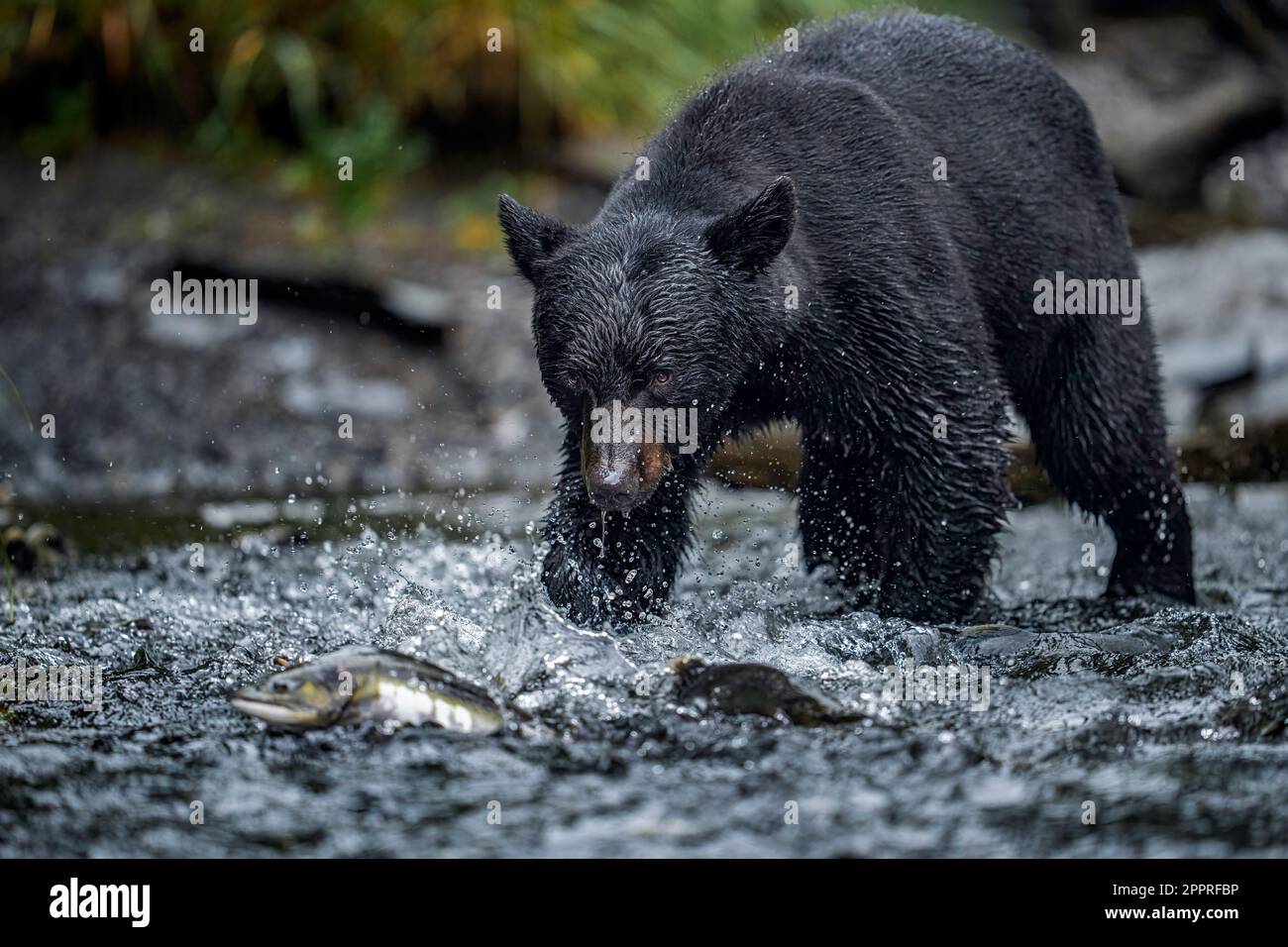 Pêche à l'ours noir Banque D'Images