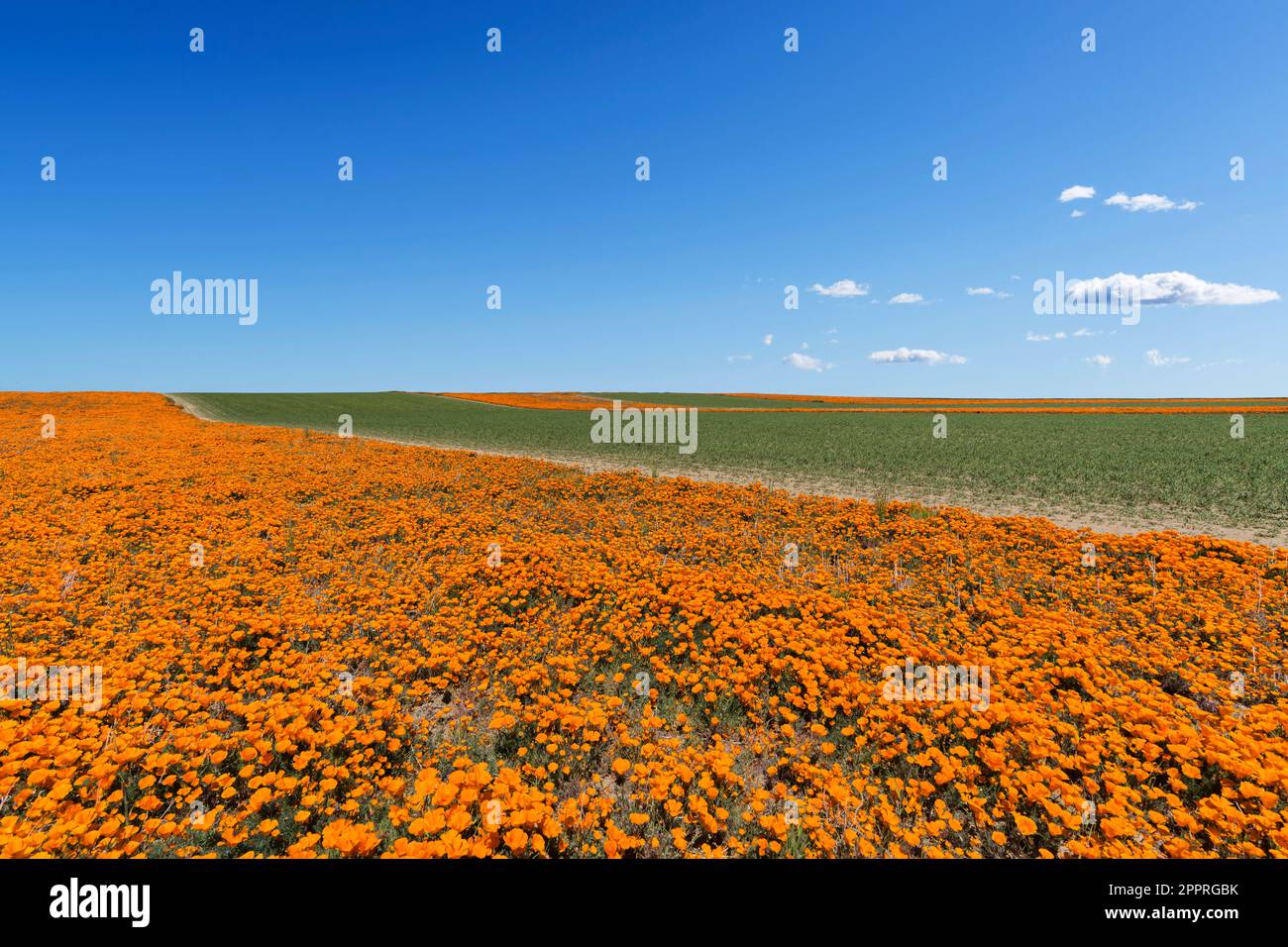 Champs de fleurs sauvages de pavot de Californie pendant la floraison printanière. Banque D'Images