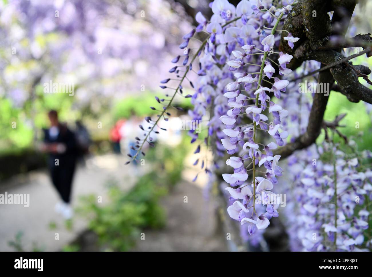 Florence, Italie. 24th avril 2023. Photo prise sur 24 avril 2023 montre des fleurs de wisteria à la Villa Bardini à Florence, Italie. Credit: Jin Mamengni/Xinhua/Alamy Live News Banque D'Images