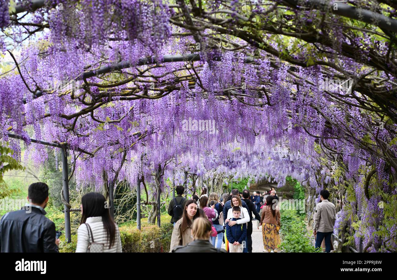 Florence, Italie. 24th avril 2023. Les gens passent du temps sous des fleurs de wisteria à la Villa Bardini à Florence, en Italie, sur 24 avril 2023. Credit: Jin Mamengni/Xinhua/Alamy Live News Banque D'Images